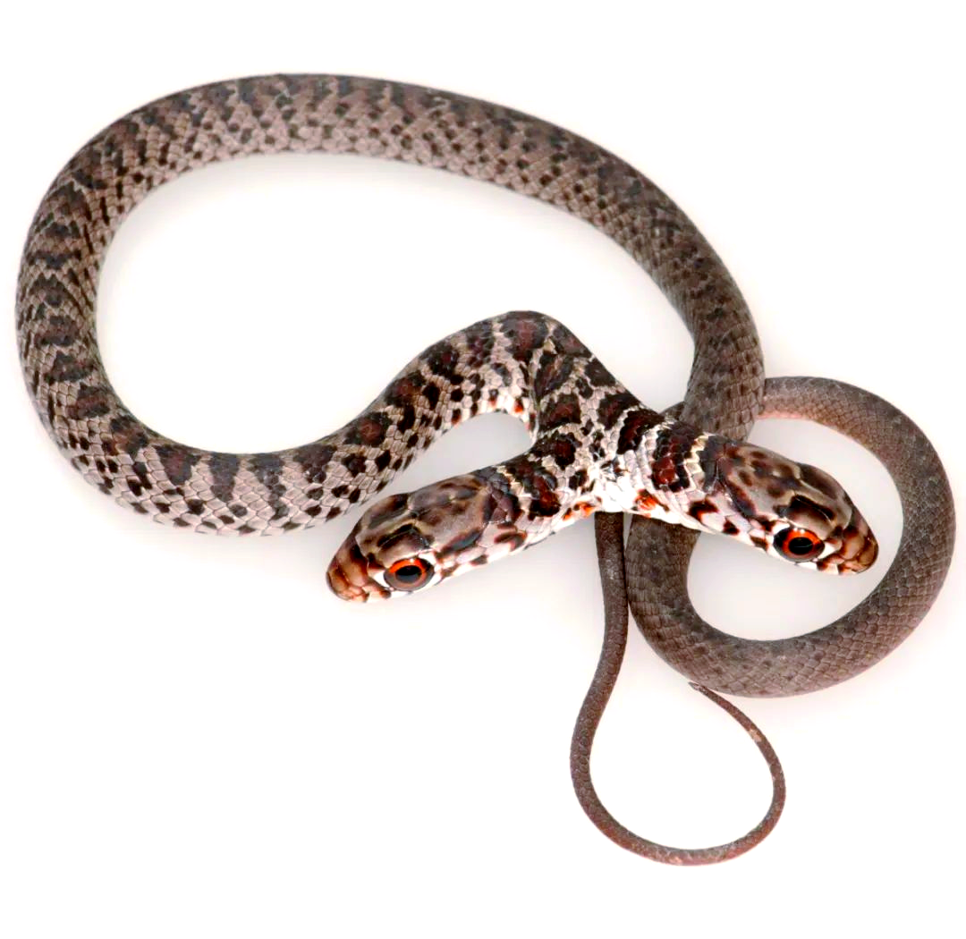 探索蛇类世界:两头蛇属的奥秘与多样性