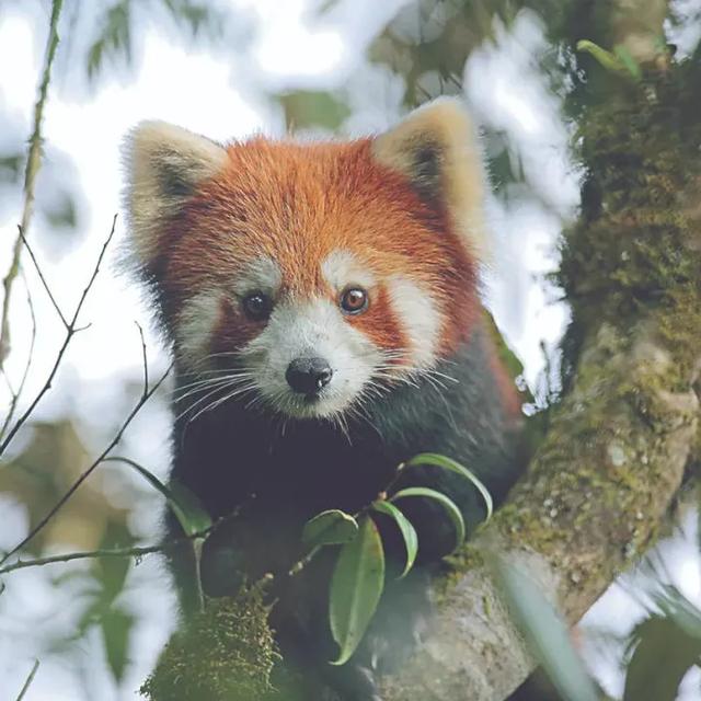 世界物种基因库|醉美原始森林:高黎贡山