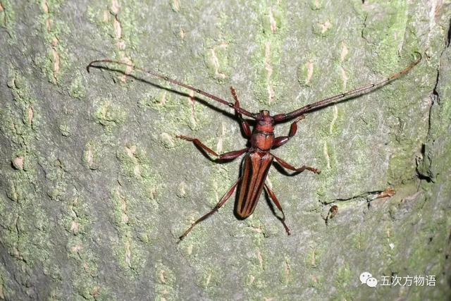 山东常见中大型天牛图鉴