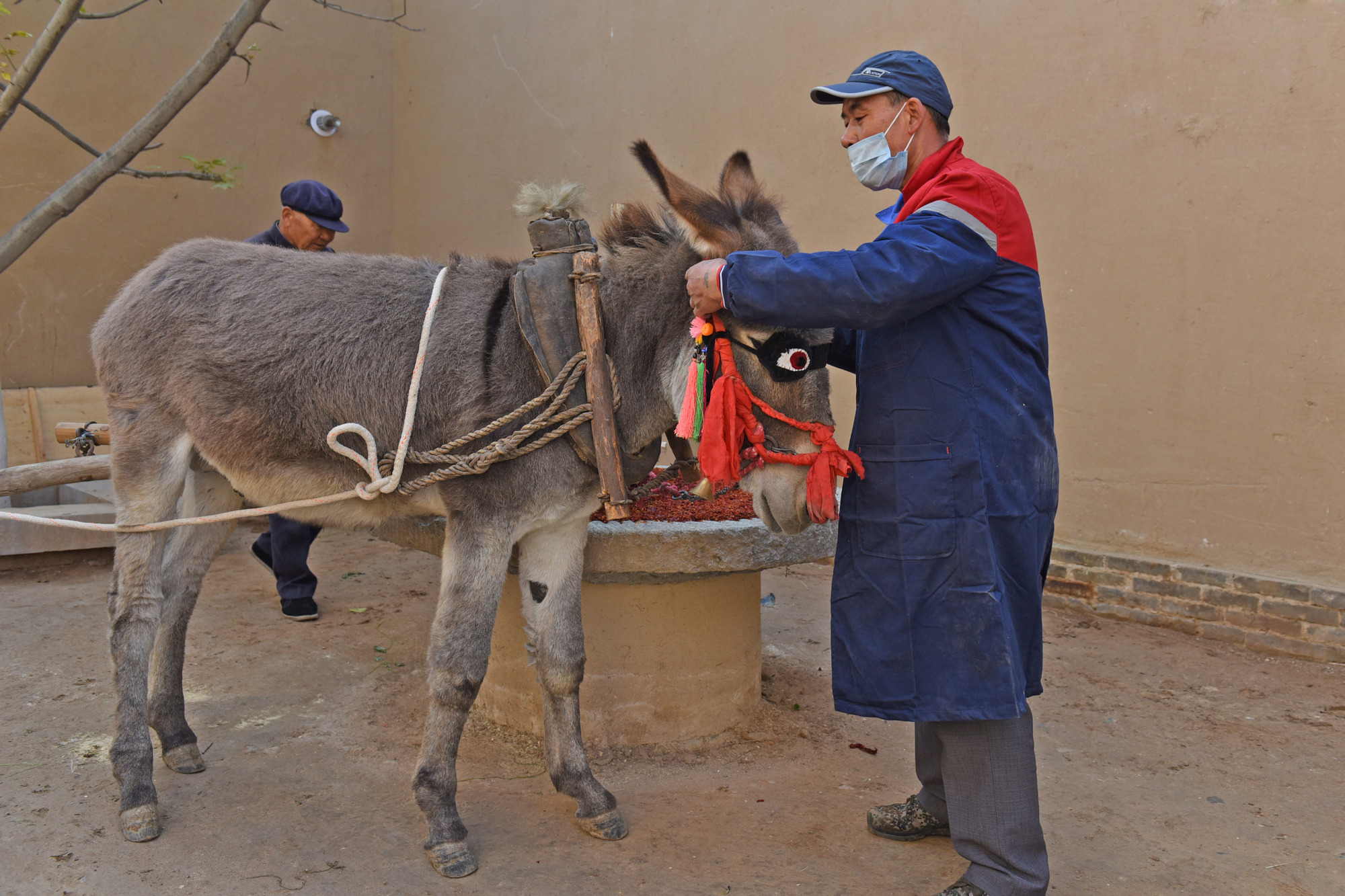 驴拉磨时,为何要蒙上眼睛?人又为何不选其他牲畜来拉磨?