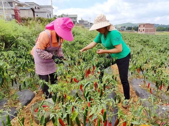 宣威市羊场镇宗德村:辣椒丰收 日子红火