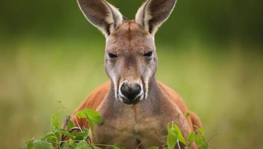 袋鼠:多样面貌下的动物之王