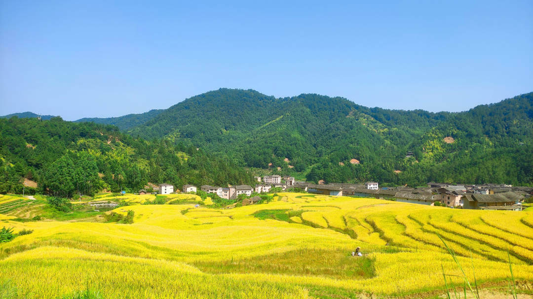 福建漳平梯田图片