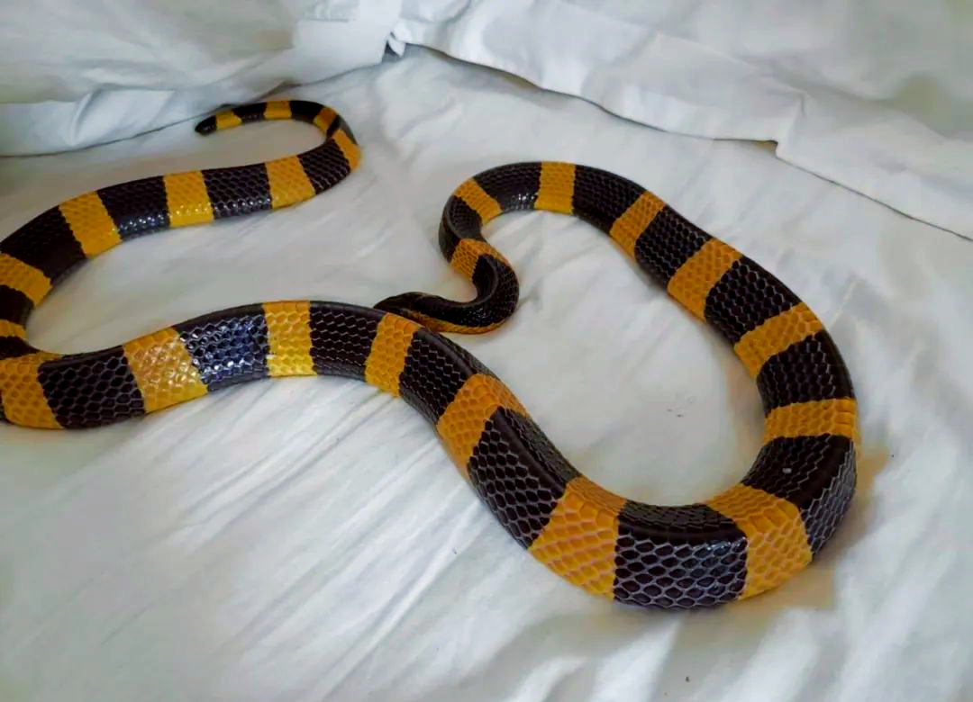 金环蛇(bungarus fasciatus):探秘环蛇属中的佼佼者