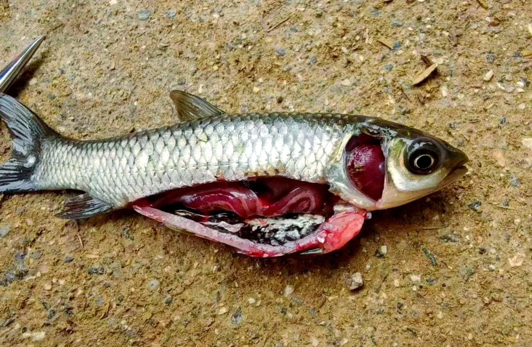 养鱼中的难题:如何有效处理烂鳃问题?