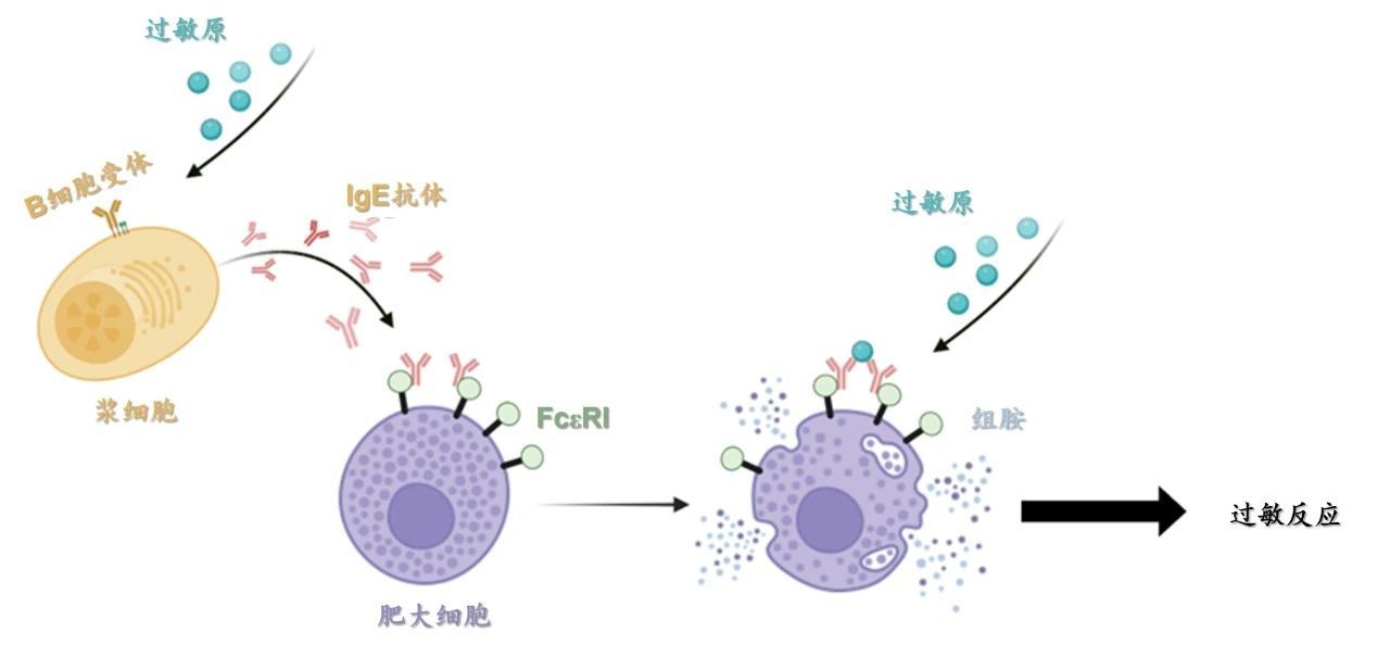 我国科学家揭示过敏反应关键机制