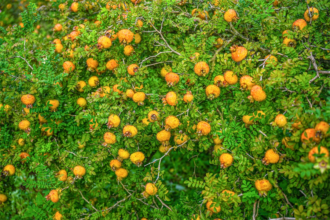 贵州刺梨:从野果到百亿级产业