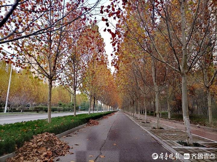 孟冬,走近梧桐