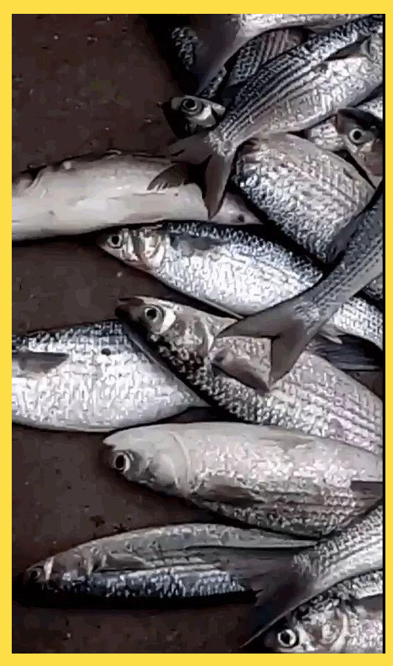 乌头鱼的多样性与丰富习性探秘