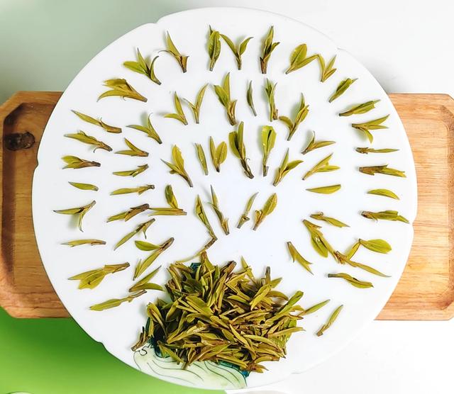 23年绿杨春新茶口感如何?请看评测