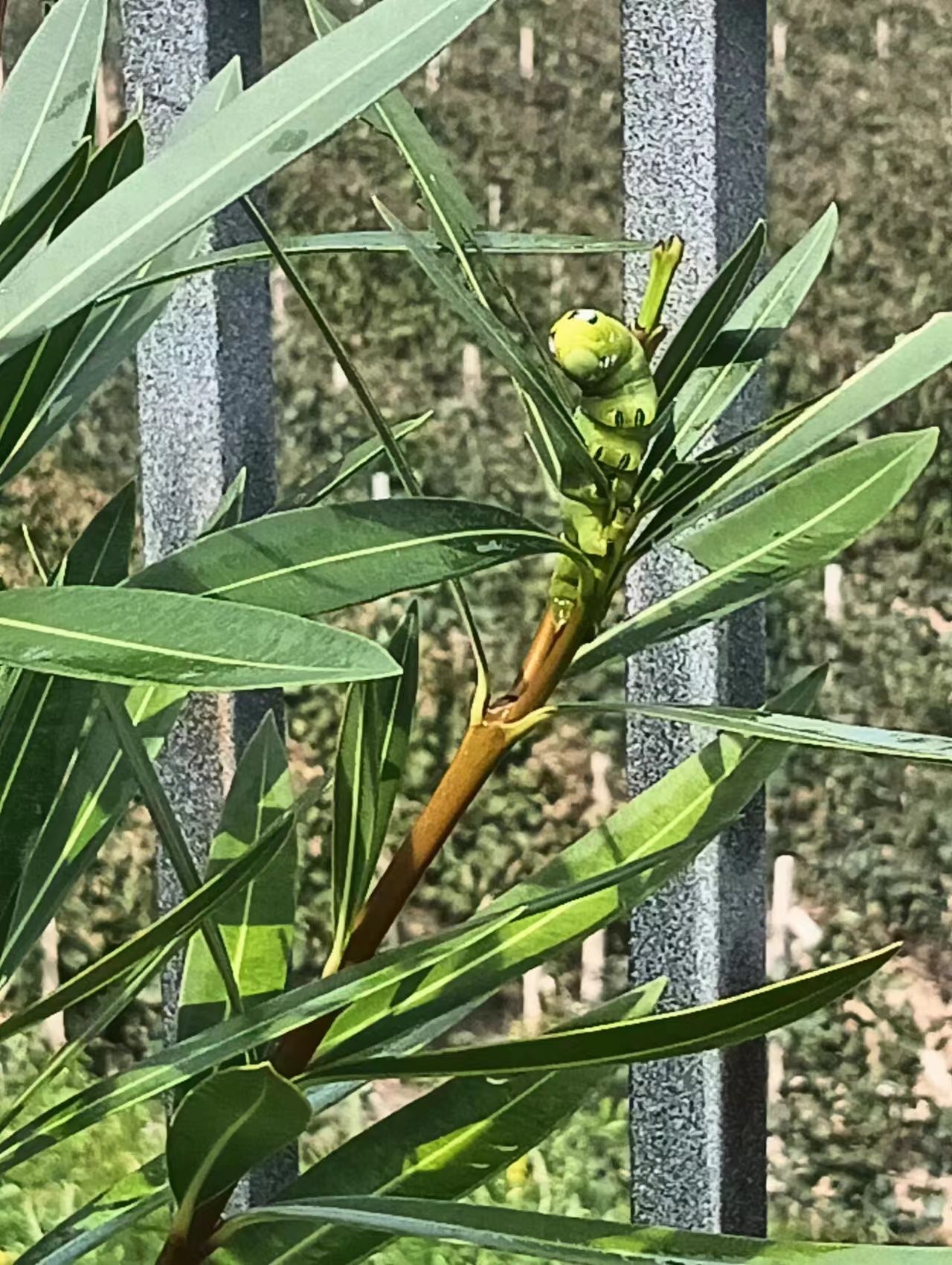 1刺蛾类如绿刺蛾青刺蛾四点刺蛾黄缘刺蛾等对园林植物的危害