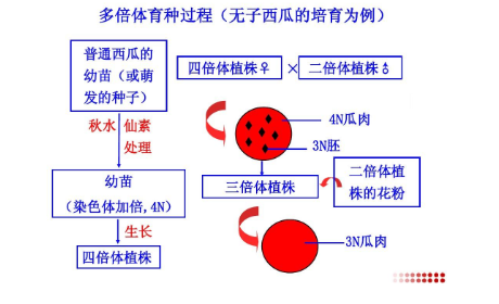 多倍体育种的原理