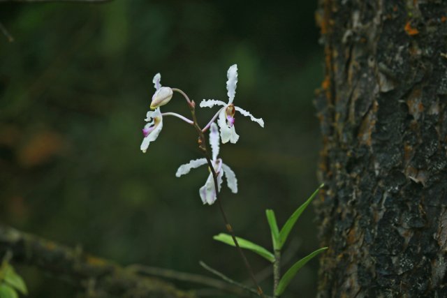 白花拟万代兰开花图图片