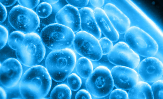 酵母细胞可根据环境调节温度,控制细胞膜相分离机制