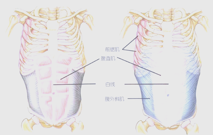 鲨鱼线和马甲线:展现夏日健美风采的腹部线条