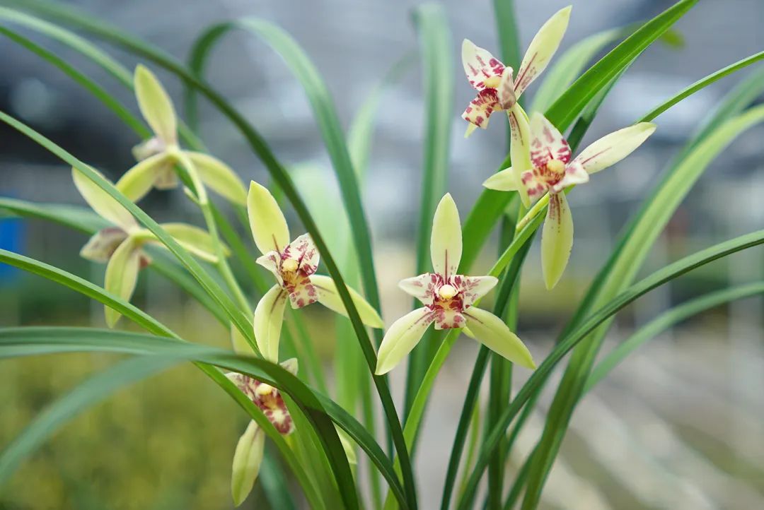 建兰蝶花铭品——朝阳三星蝶,花姿优美,兰香浓郁,好养还实惠