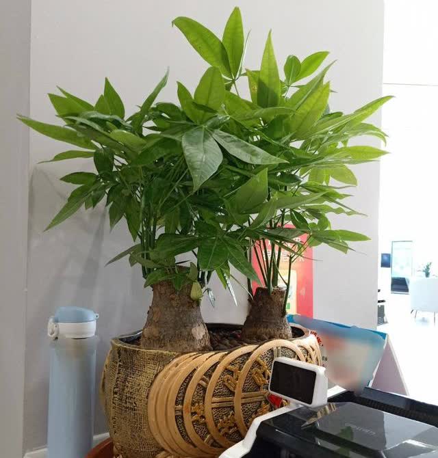 富贵美观大气,室内幸福财运花