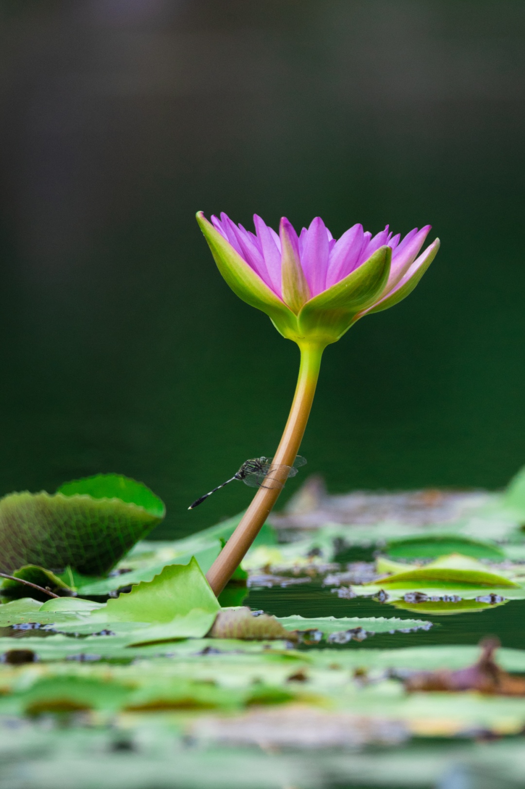 辰山睡莲唯美壁纸已上线,快收藏!