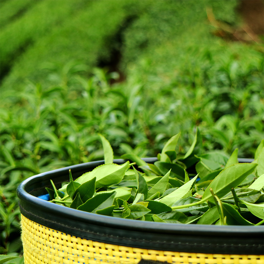 杉林溪高山茶是什么茶?