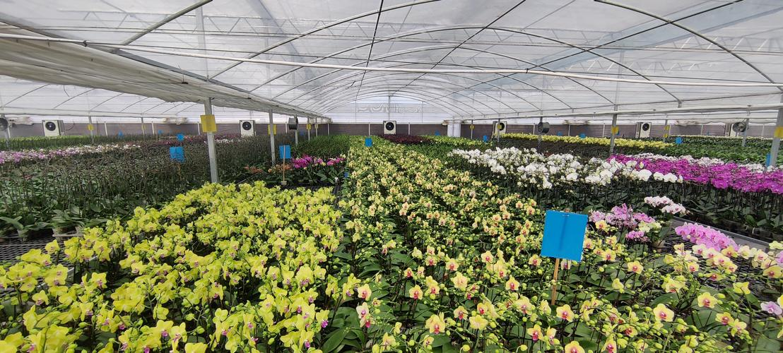 河南花卉种植基地