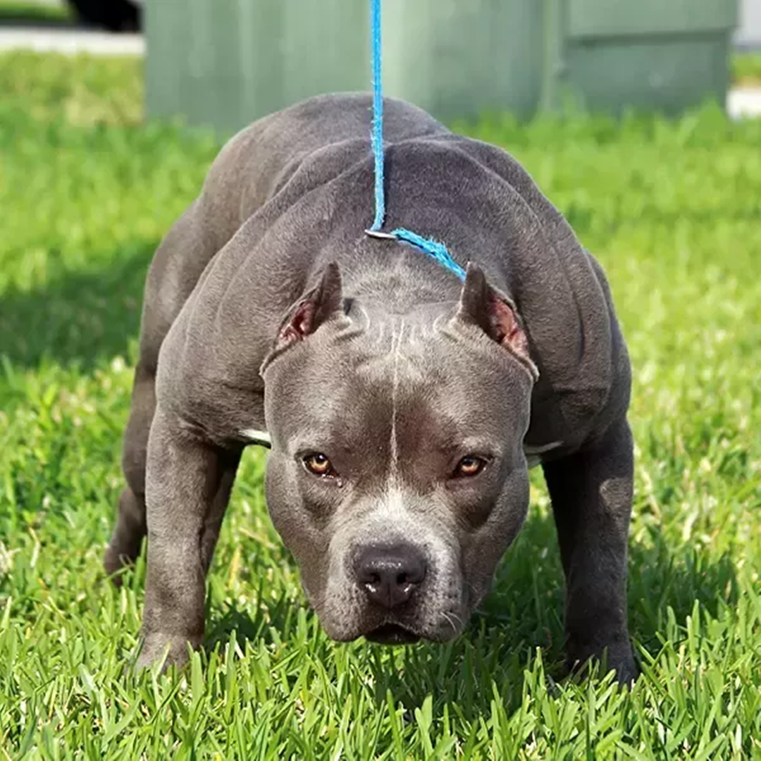罗威纳犬能击败比特犬吗?从体型,咬合力,智商来看,它输得不冤