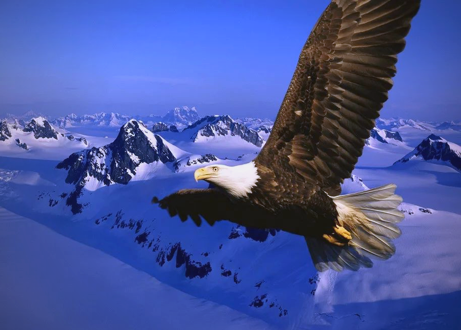 雄鹰:蓝天之王者,象征智慧与力量