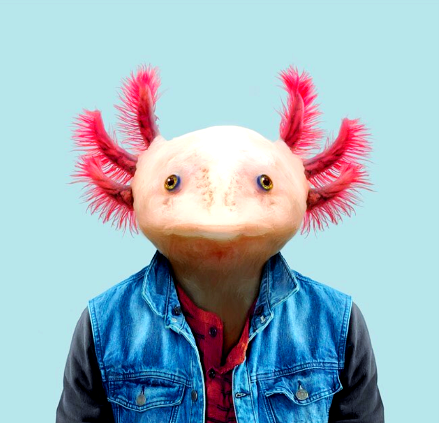 动物肖像走红,这些"衣冠禽兽"有哪些趣味瞬间