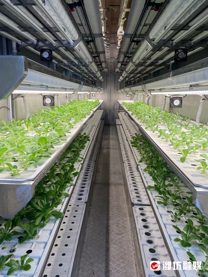 寿光集装箱"植物工厂",海外热销!
