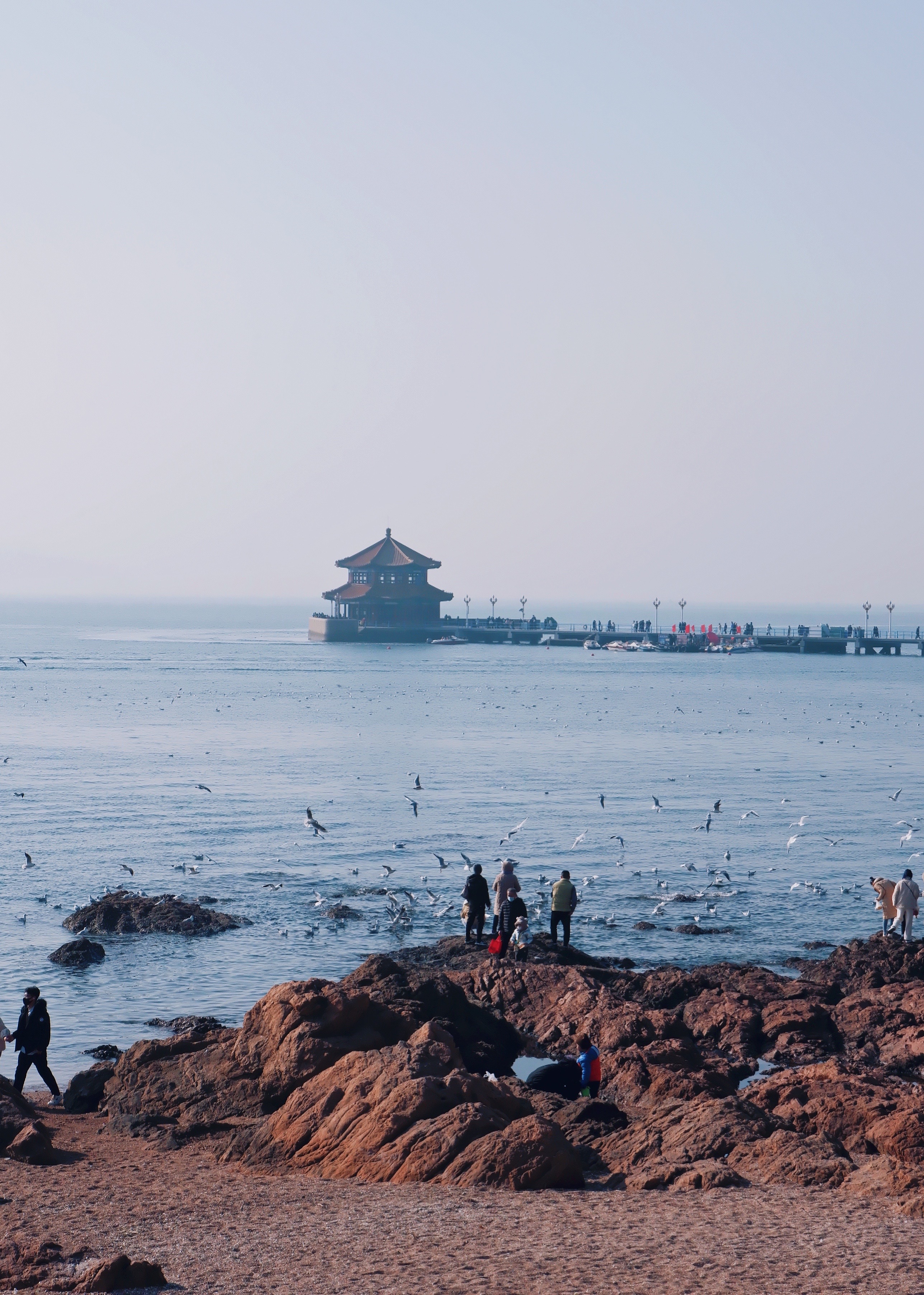 青岛冬季最热门景点,建于清朝的第一个人工码头,成群海鸥来过冬
