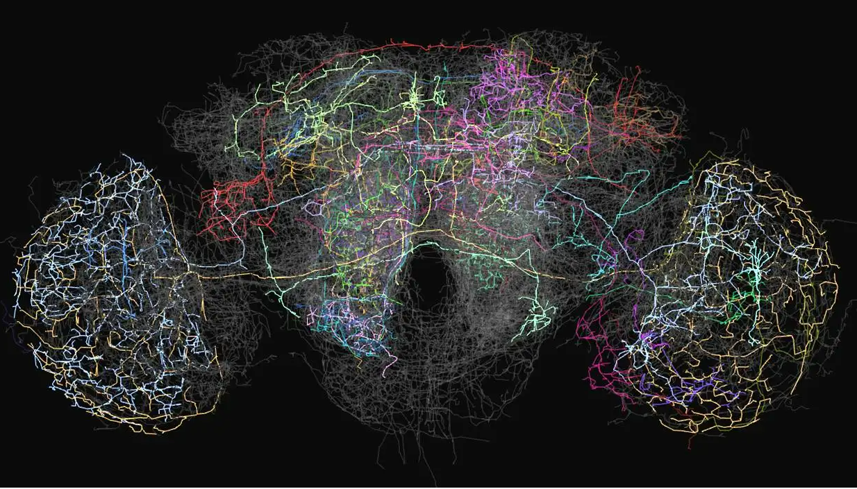 科学家发布惊人理论:宇宙或许是一个巨大的神经网络,真是活的?