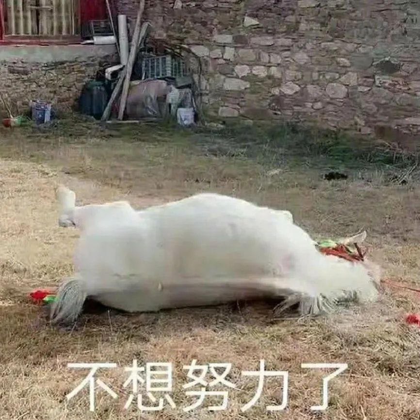 小马珍珠死了图片