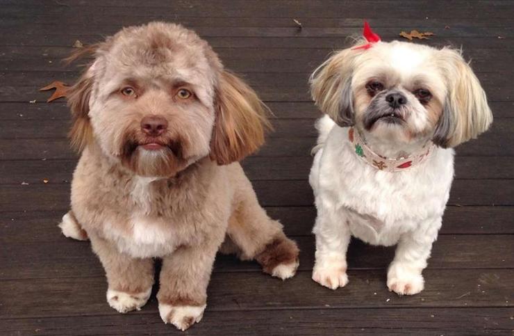 长着一张人脸的狗(人面犬)-日本惊悚都市传说