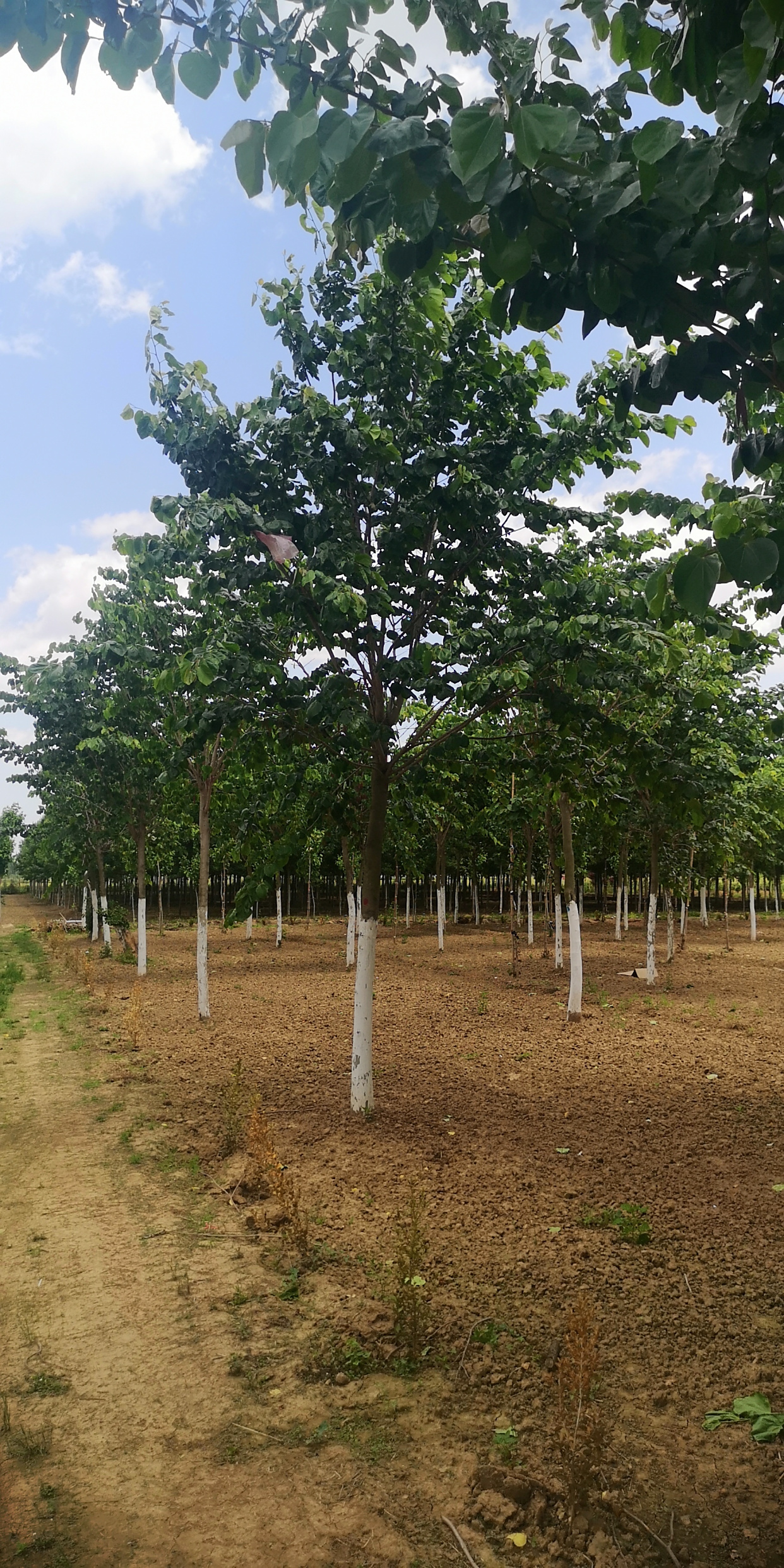 巨紫荆基地 各种规格巨紫荆苗木