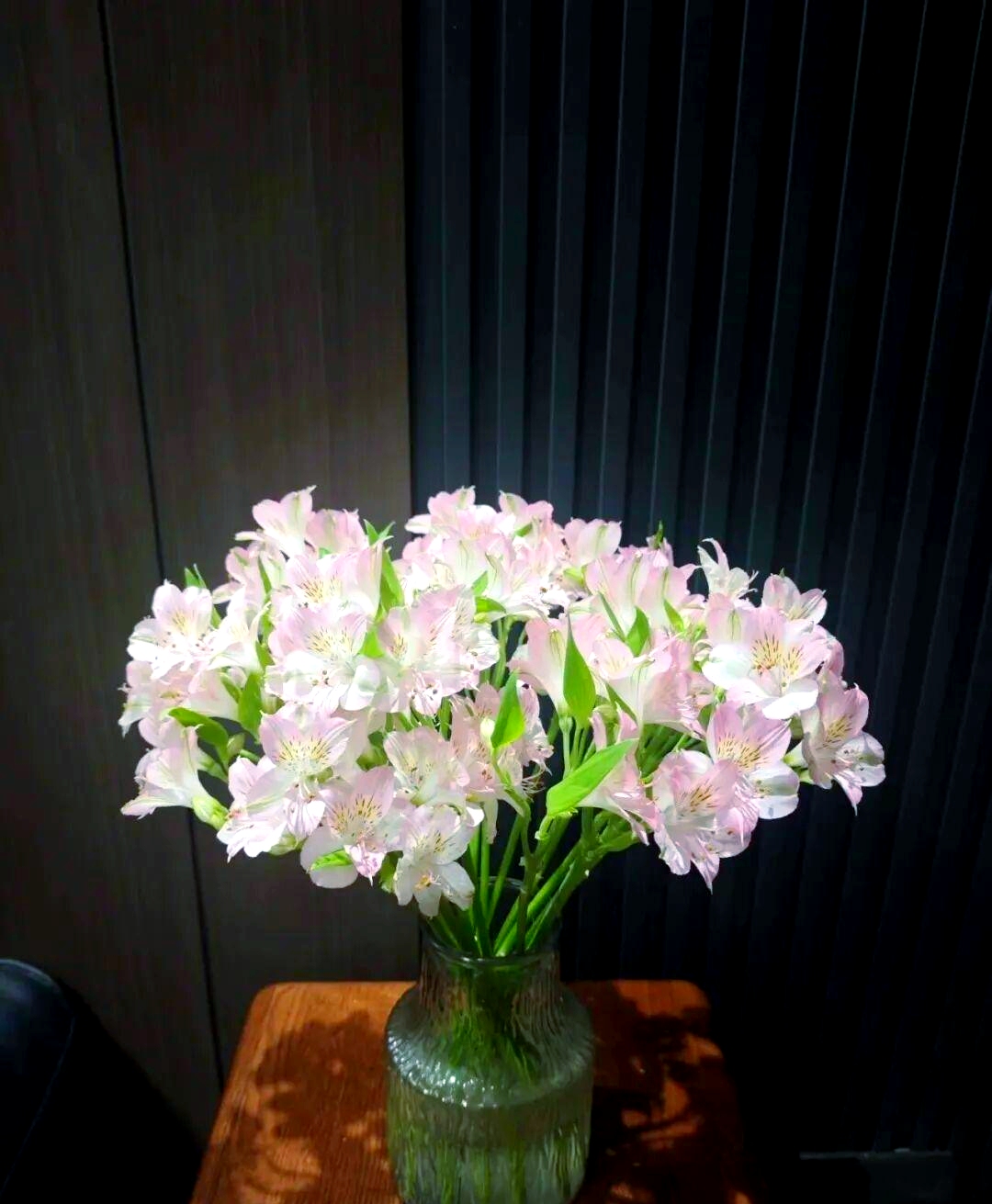 智利百合:美丽花卉的特征与种植指南