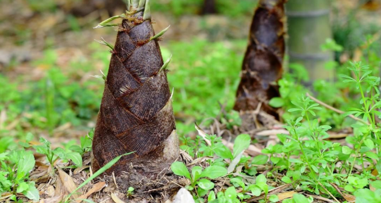 描写竹笋的外貌特征