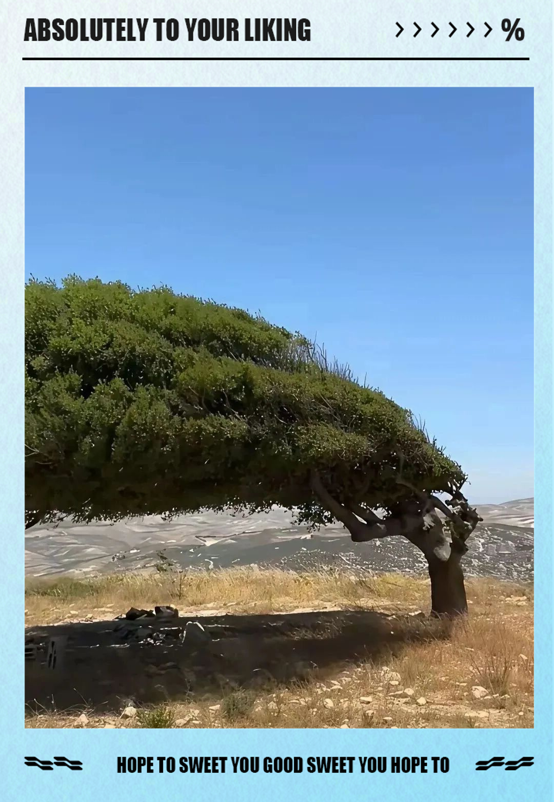 探索高山地区旗形树的奇妙形成