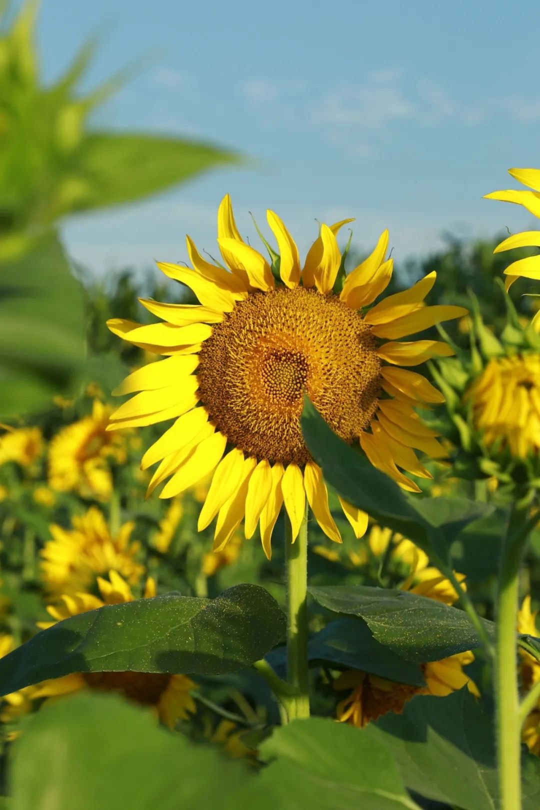 时分一起来看看大片不少摄影博主和游客前去打卡拍照~向日葵花海实火!