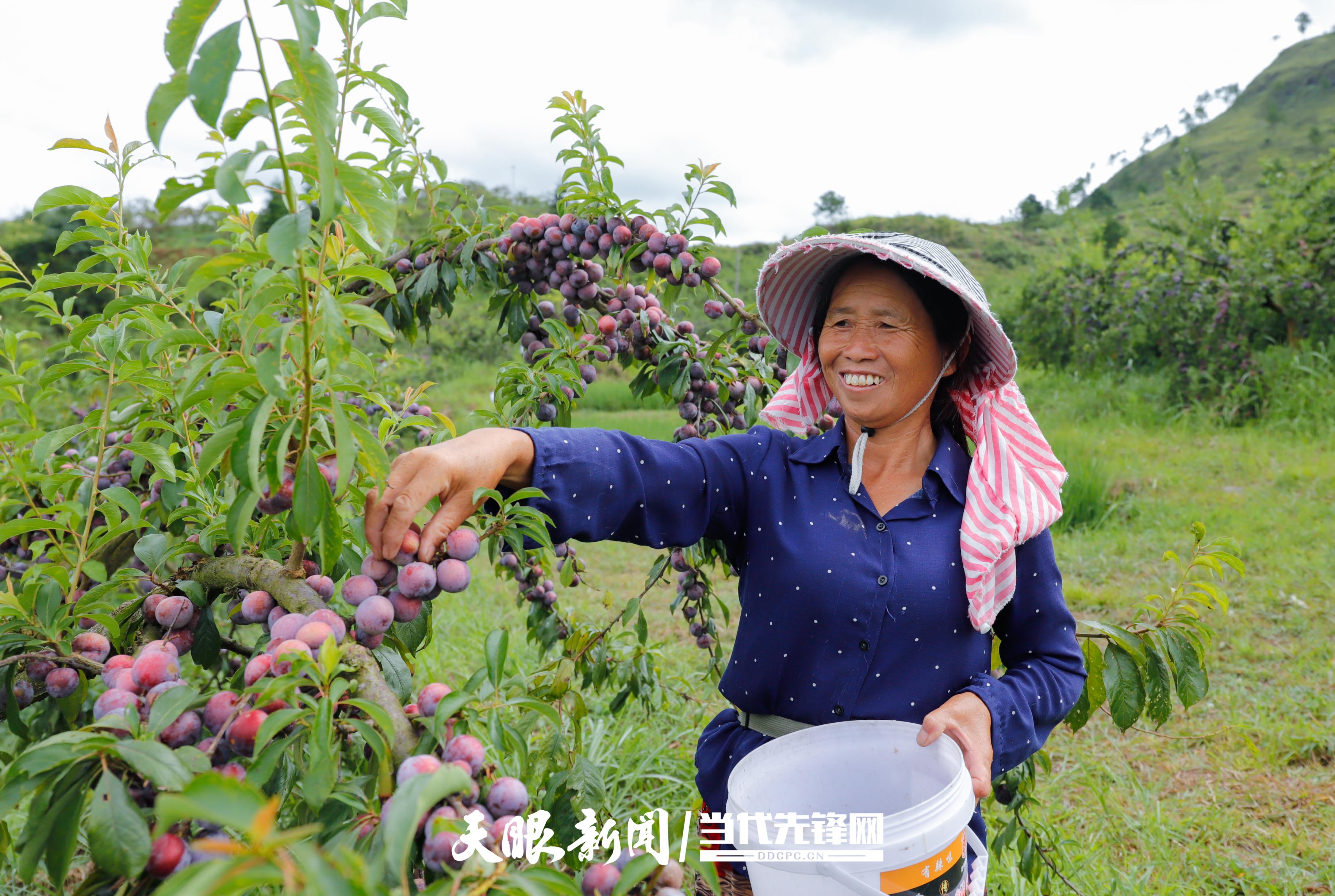 独山朵罗村:千亩珍珠李喜丰收