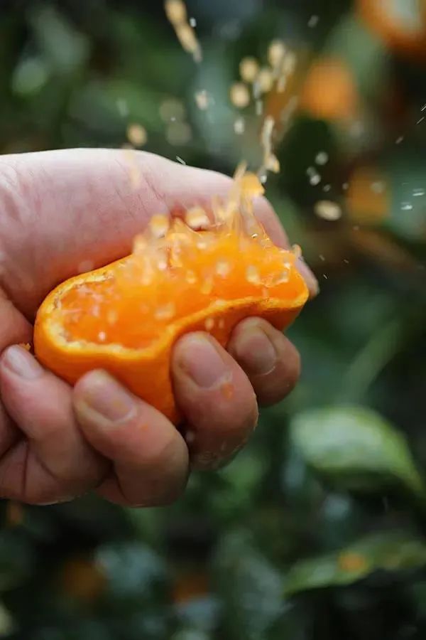 蜜桔熬水咋做(蜜桔泡水的功效与作用)