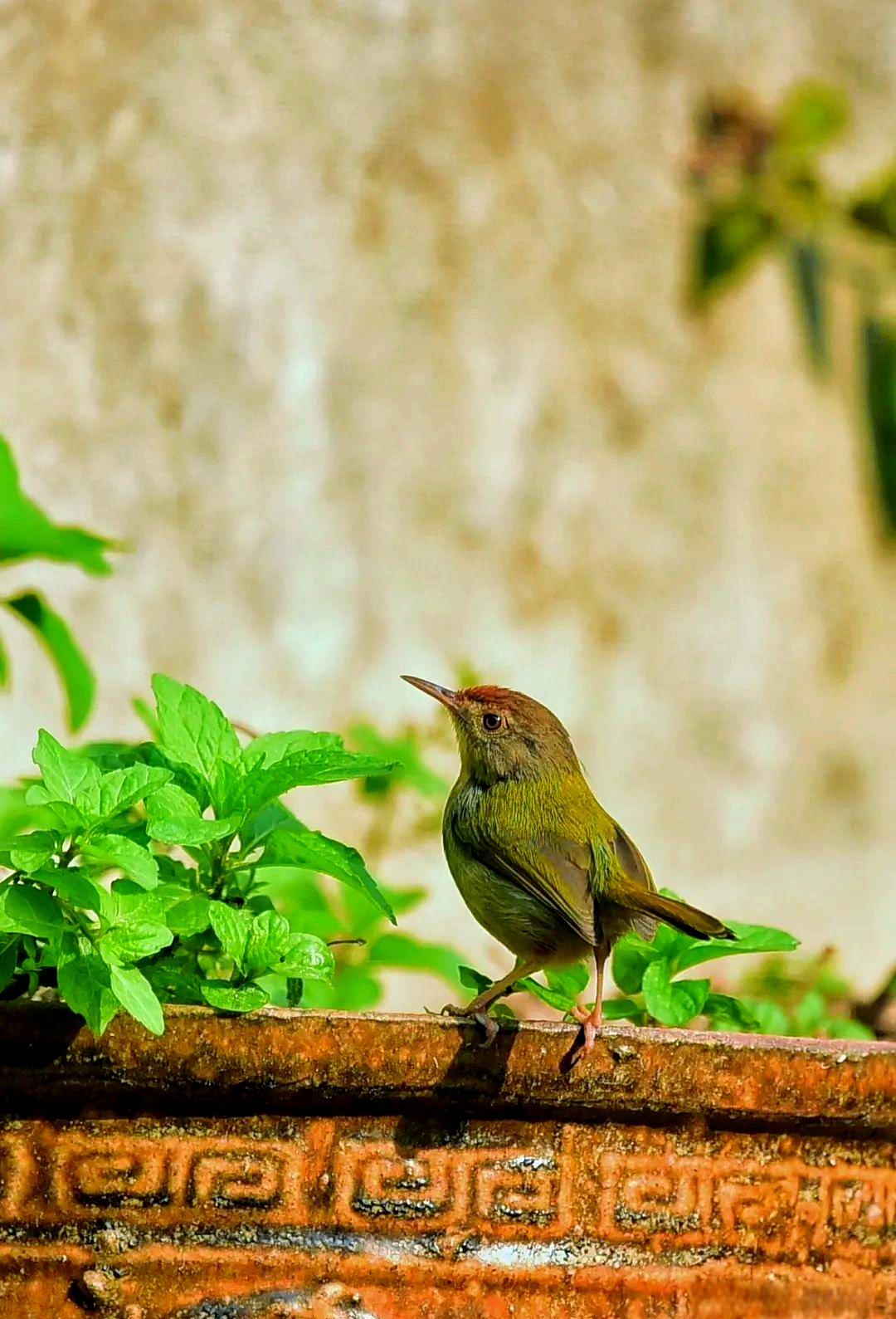 长尾缝叶莺:鸟界中的"裁缝"专家