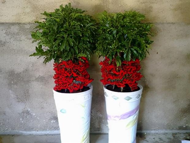 冬季最耐寒的18种室内盆栽植物,天气冷照样能养好花
