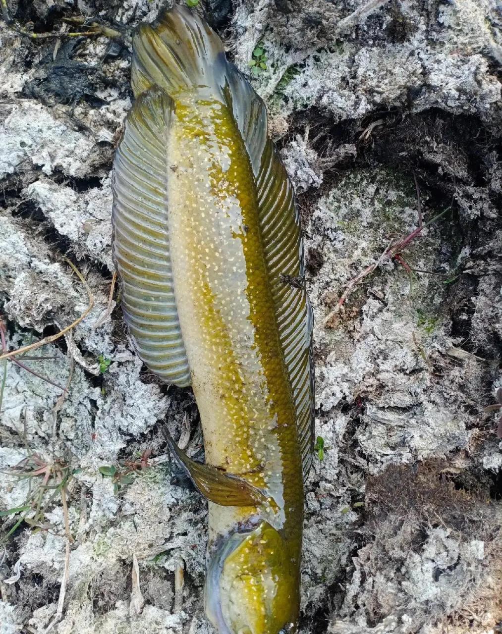 野生七星鱼,不要拿养殖场几十的来说.[大笑]