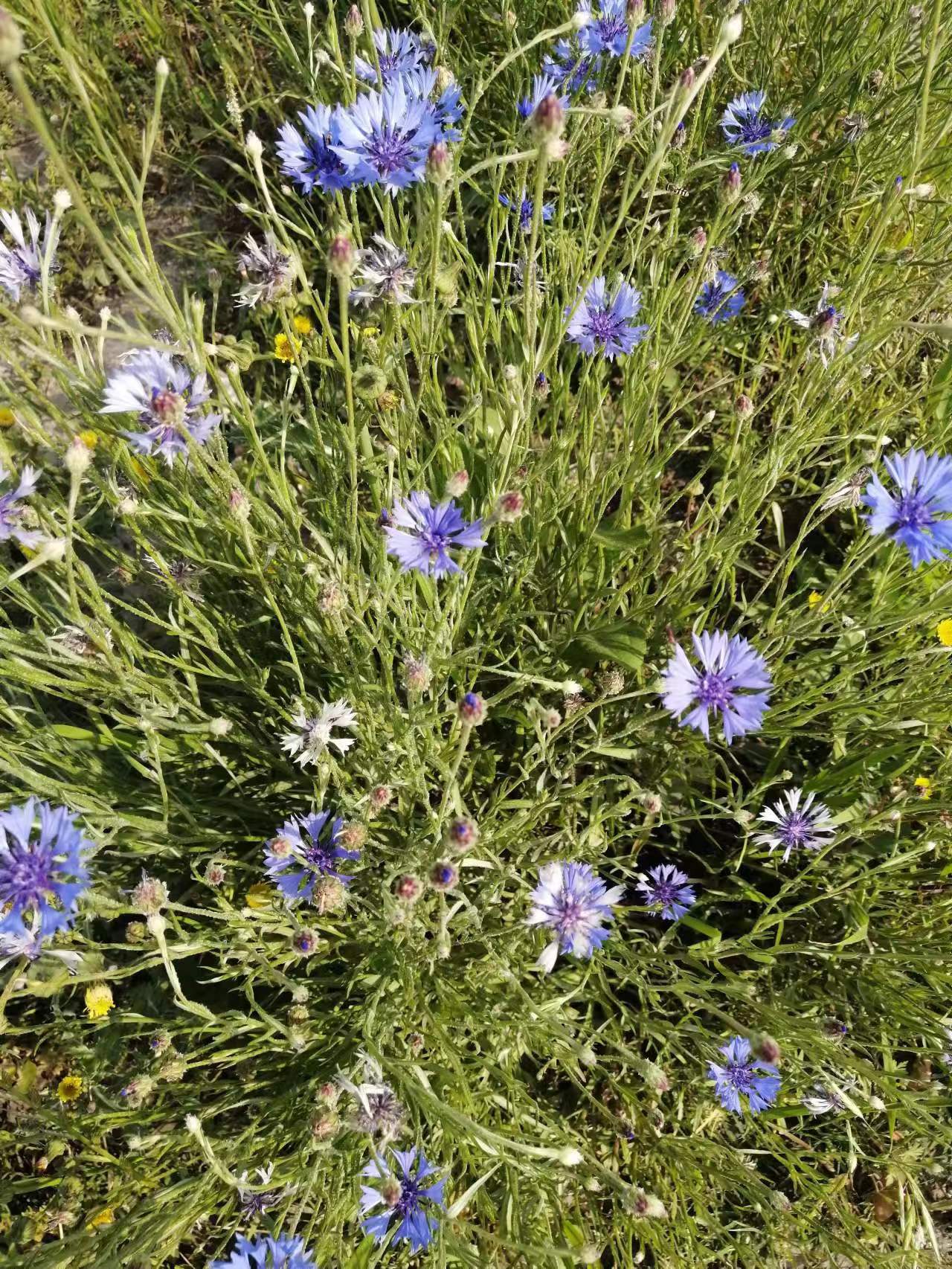 黄埔一期生冷欣其人//作者:顾少俊