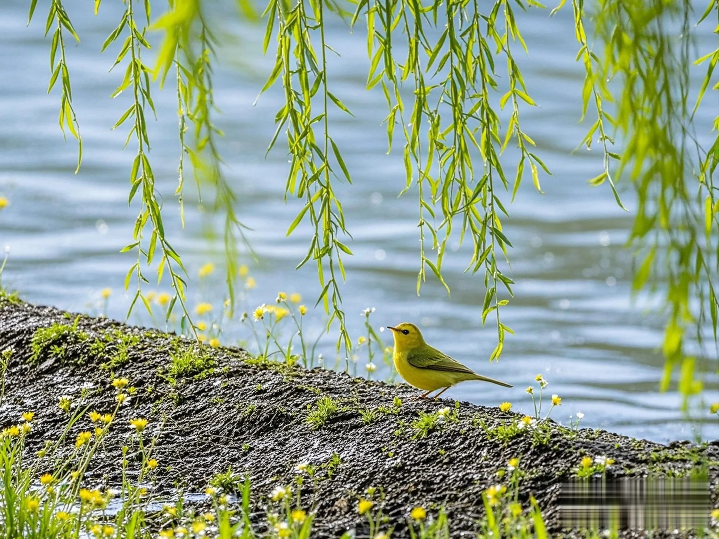 上联:雨润春堤莺语脆,邀您对下联