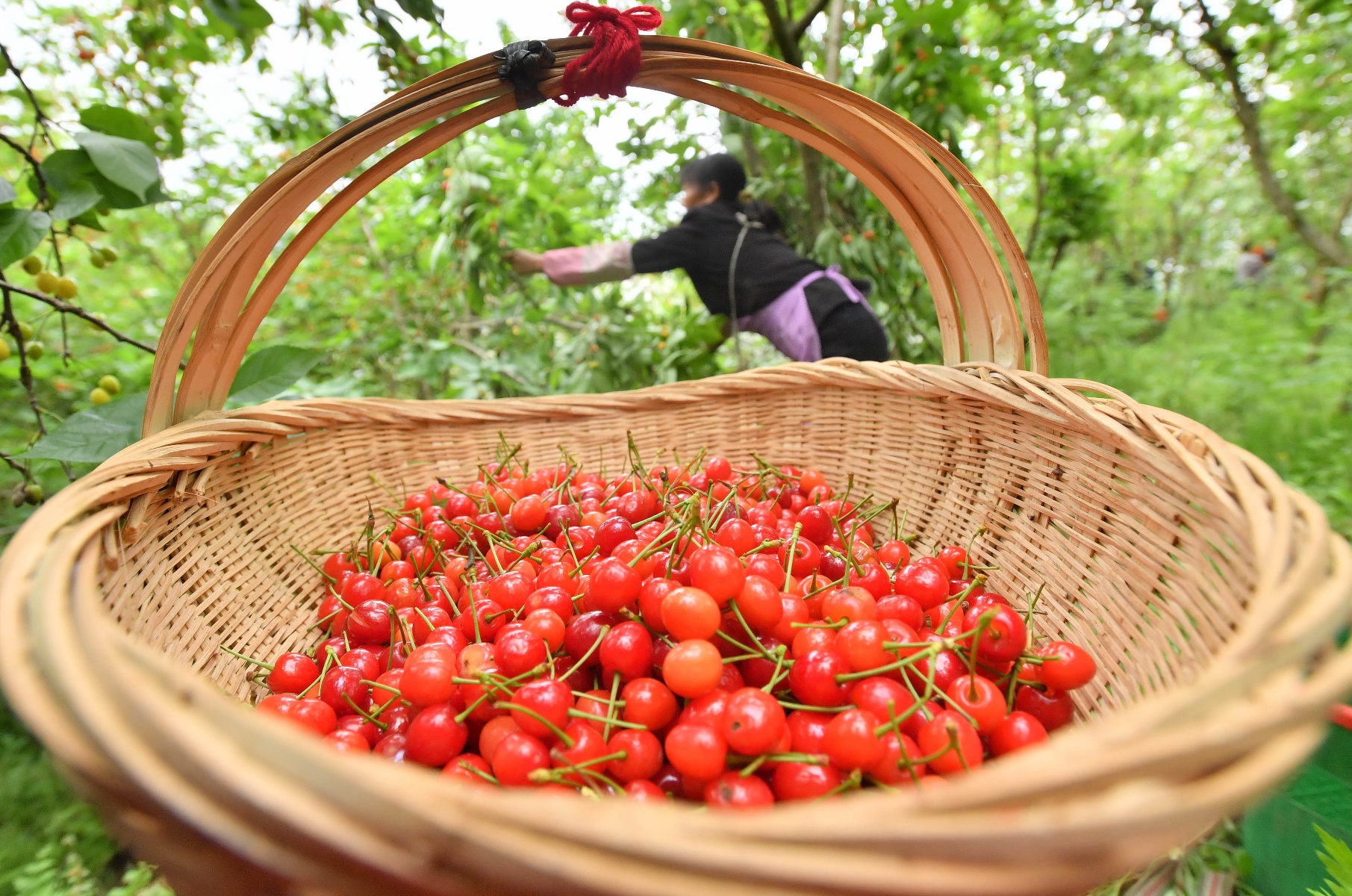 贵州安顺:甜咪完的镇宁樱桃熟了