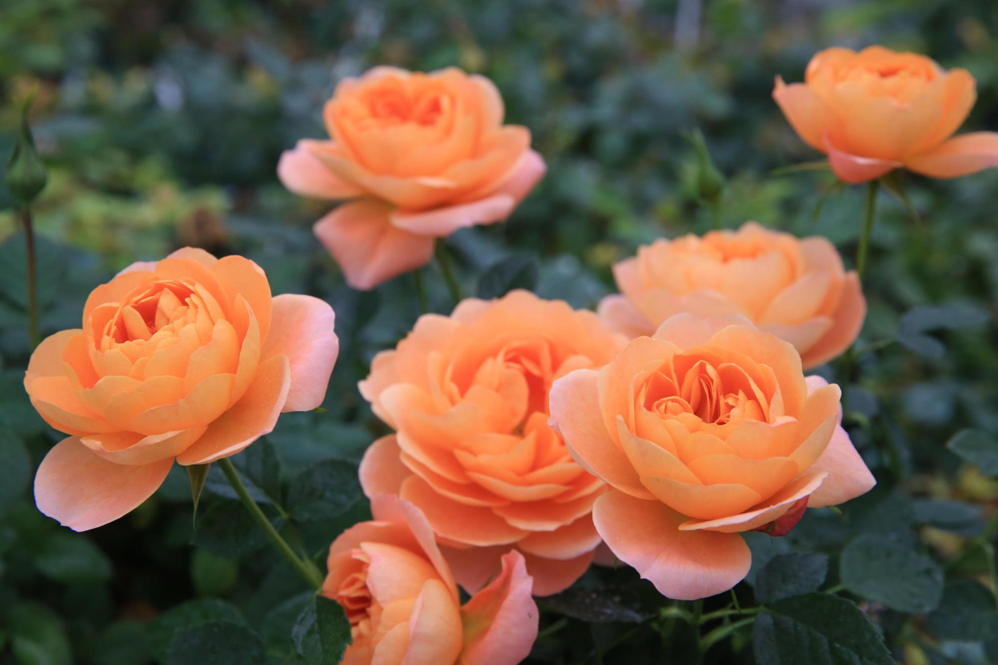 月季中的"杨贵妃",四季开花不停歇,花朵橙黄又可爱,太美了