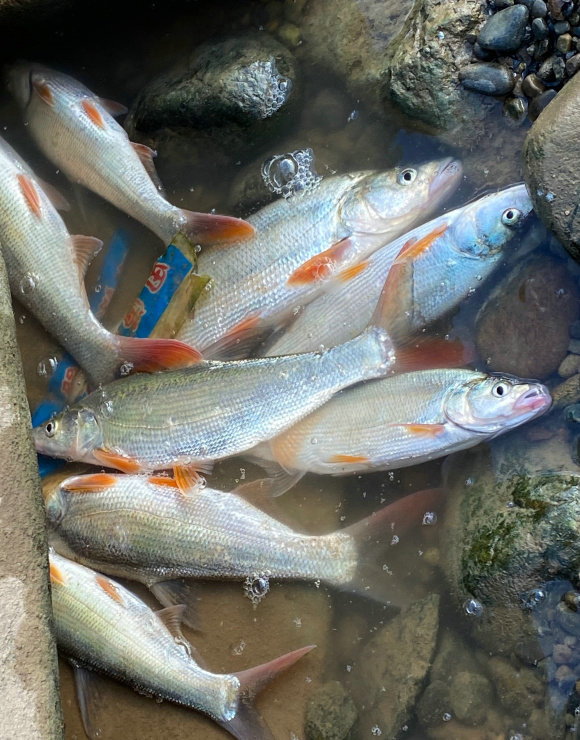 冤不冤?江西钓鱼人网上炫耀渔获,被网友一致吐槽