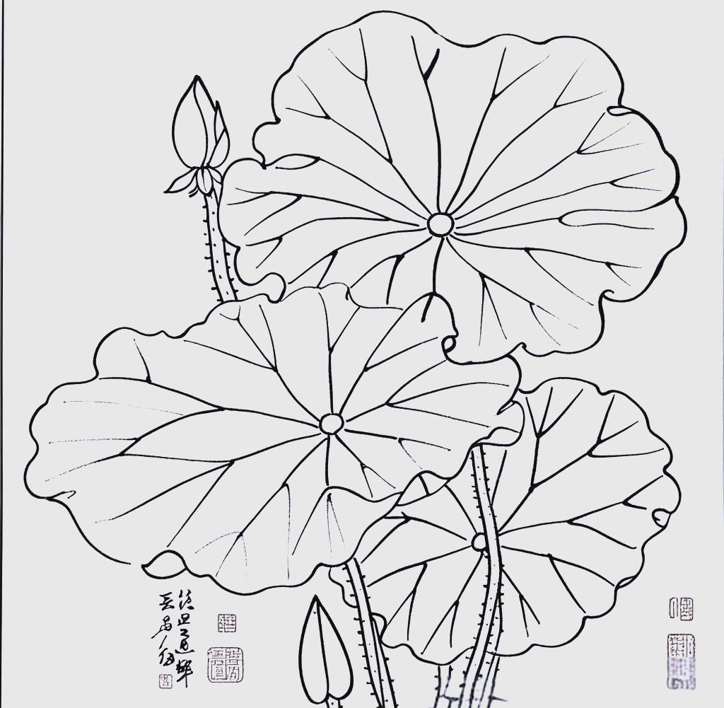 荷叶与荷花简笔画绘制指南:黑白色线稿与可涂色技巧详解