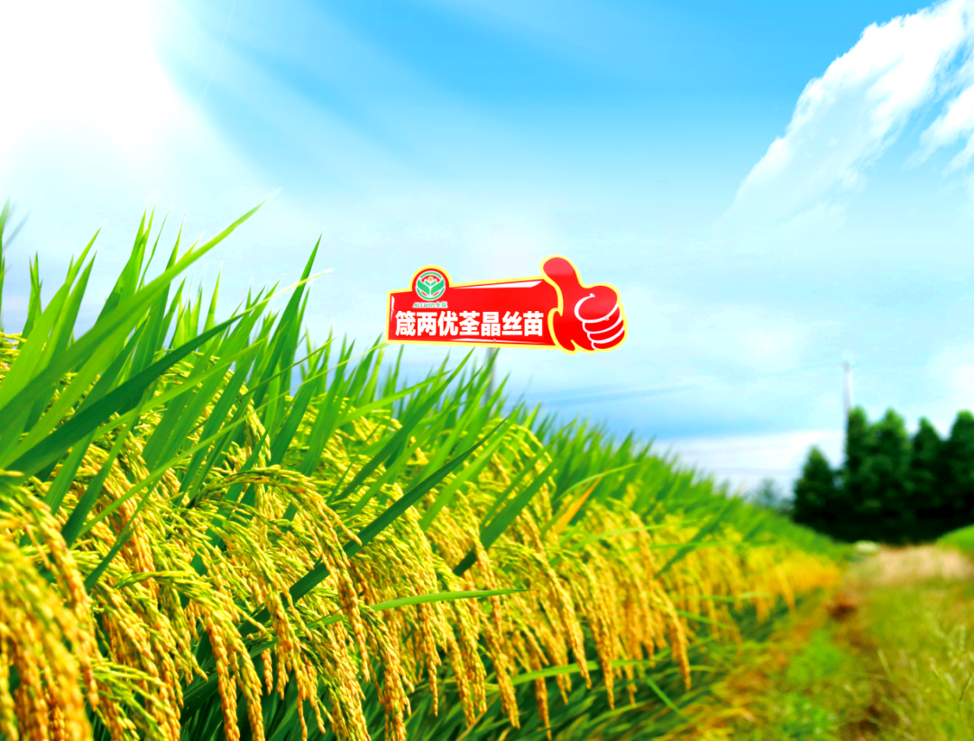 箴两优系列杂交水稻品种介绍