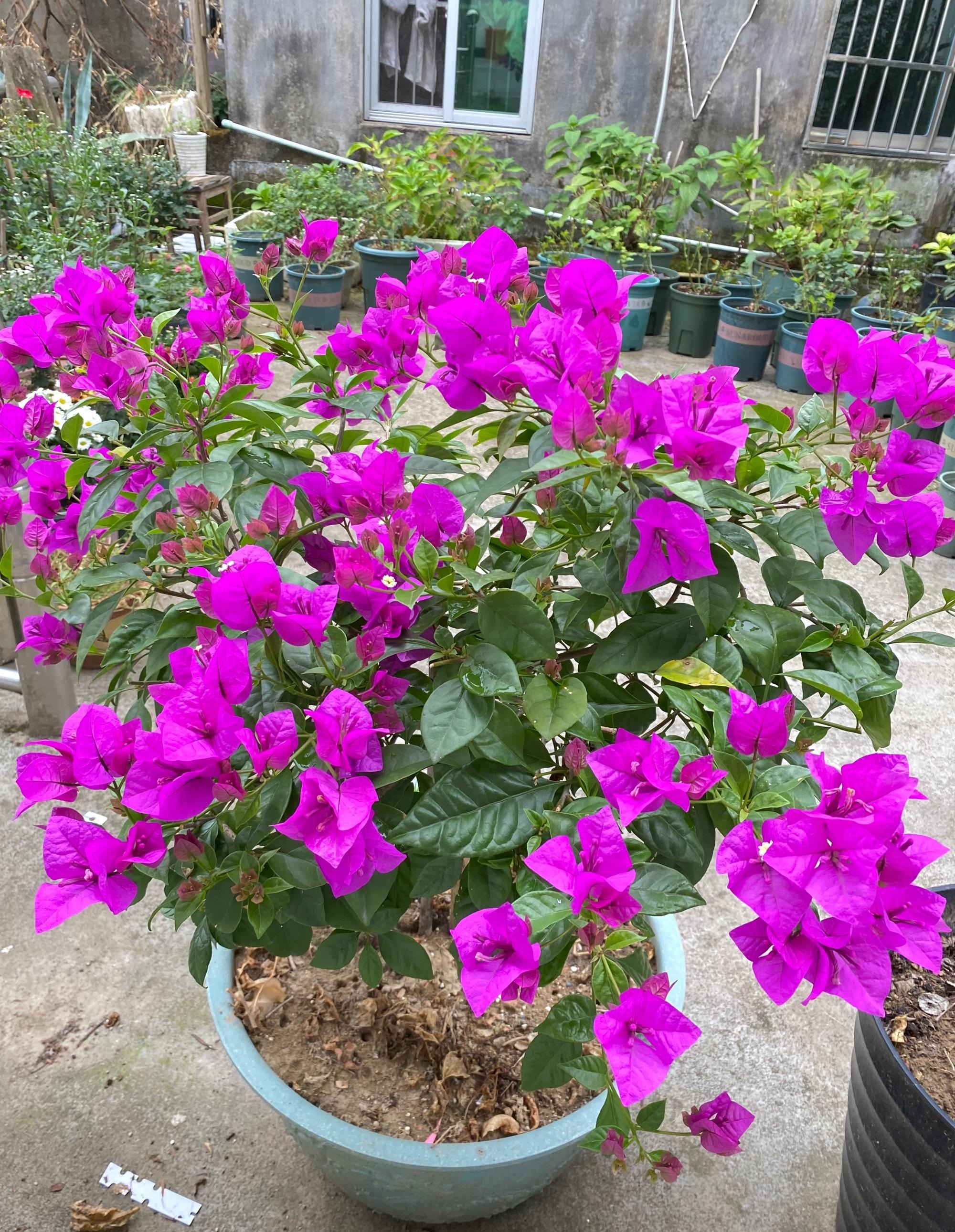 北方养三角梅,就选"云南紫",耐寒性不错,皮实好养,多季开花